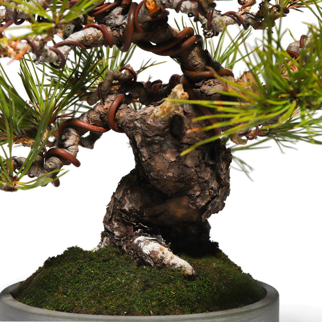 赤松 -Japanese red pine- （推定樹齢40年）-M0010-｜TRADMAN'S BONSAI